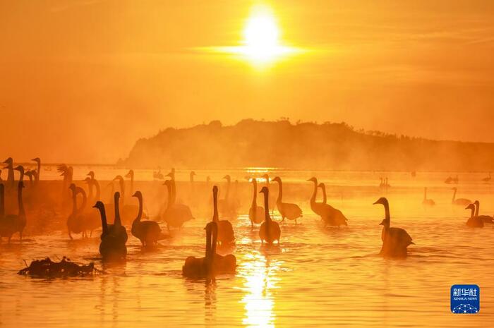 안개 자욱한 산동 영성의 백조의 호수_fororder_5