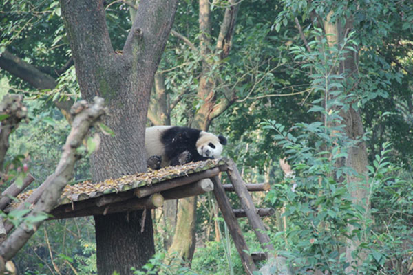 成都大熊猫晒太阳 慵懒萌态尽显_fororder_正在睡觉的大熊猫-摄影-刘浪涛