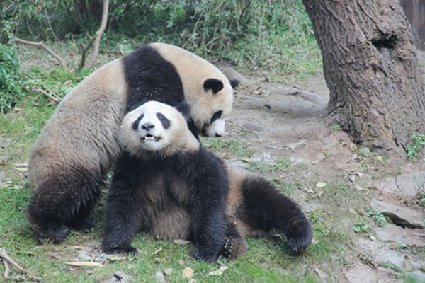 成都大熊猫晒太阳 慵懒萌态尽显_fororder_两只大熊猫嬉戏-摄影-刘浪涛