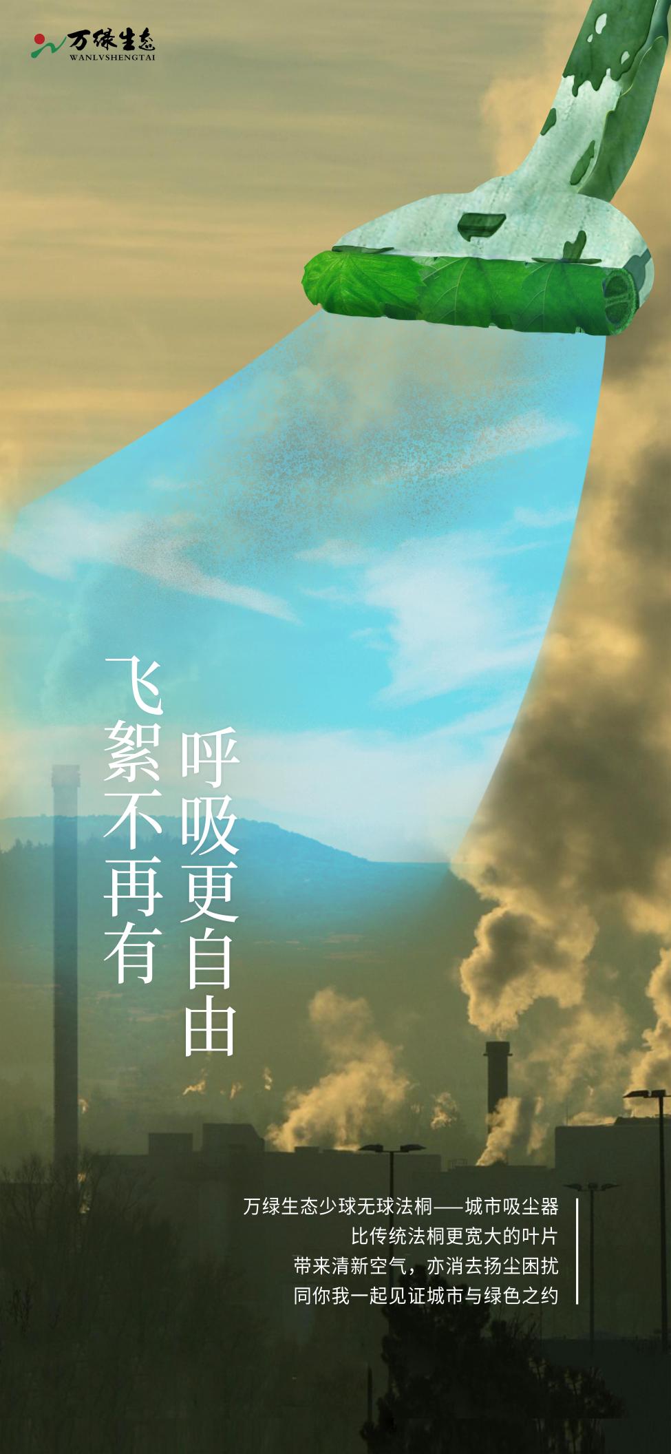 万绿生态少球无球法桐 助推乡村生态发展典范