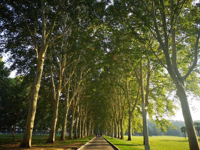 万绿生态少球无球法桐 再绘城市新景致