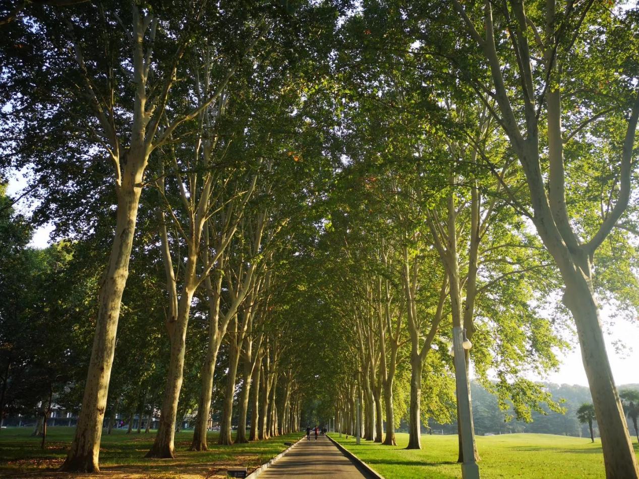 万绿生态少球无球法桐 再绘城市新景致