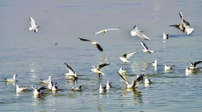 治理和经营兼顾 采砂和疏浚结合 开采和修复同步 平顶山市全面推行生态修复型采砂新模式 ——河南省河长制工作典型经验与做法系列报道之二