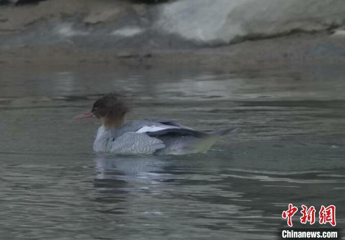 广东南岭发现45只中华秋沙鸭 系国家一级保护动物_fororder_K