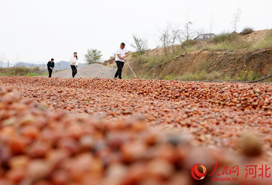 道地精准，又好又快—— 河北领跑中药材高质量发展