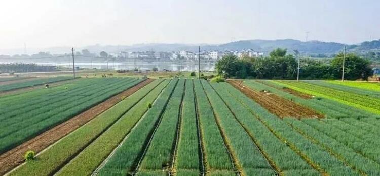廣西未來4月預計蔬菜産量1184.6萬噸 持續供應北方市場