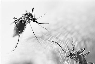 转基因蚊子或切断“蚊疫”？让蚊子无“毒”可传
