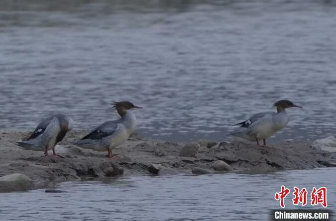 广东南岭发现45只中华秋沙鸭 系国家一级保护动物_fororder_N