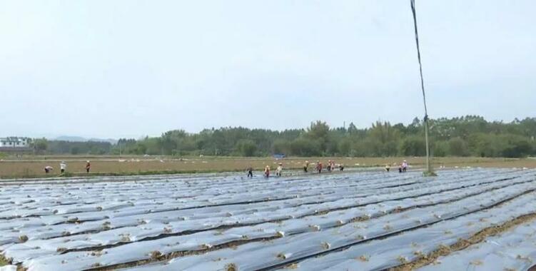 廣西未來4月預計蔬菜産量1184.6萬噸 持續供應北方市場