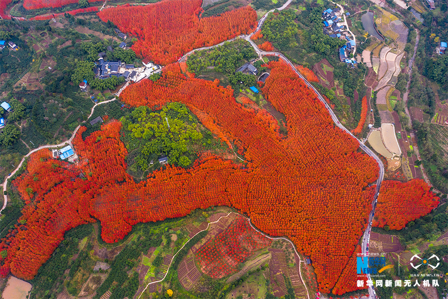 【城市遠洋帶圖】合川千畝紅楓林迎來最佳觀賞期
