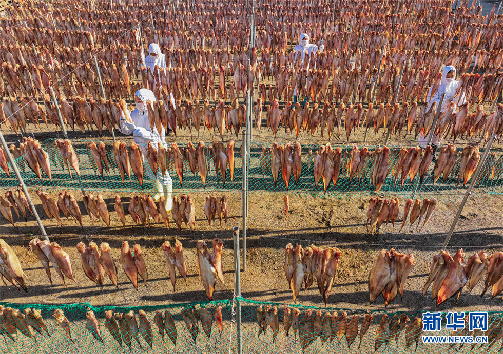 山东荣成：初冬时节鱼干飘香