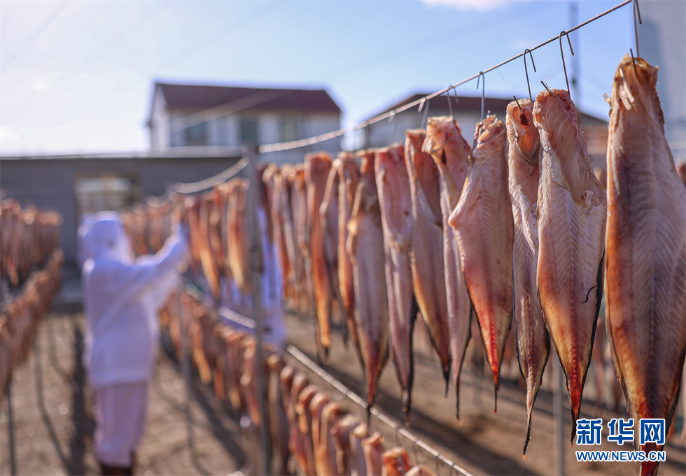 山东荣成：初冬时节鱼干飘香