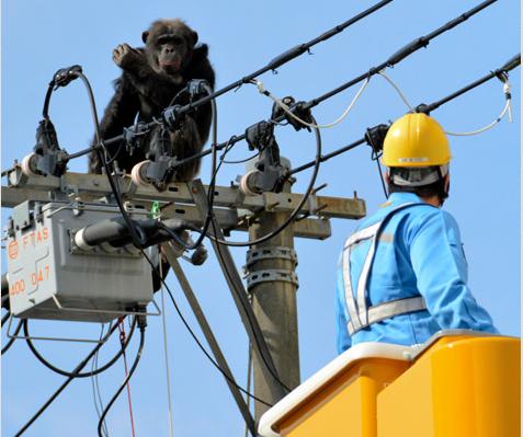 日本一雄性黑猩猩任性出逃 坐电线杆顶端1小时(图)