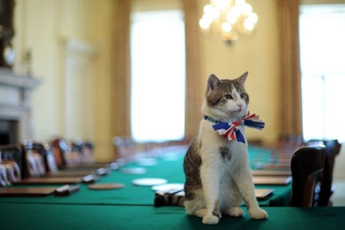 英外交部迎来"最萌员工":流浪猫任捕鼠官