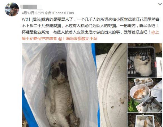 上海一小区20余只流浪猫一夜之间暴毙 疑遭毒杀