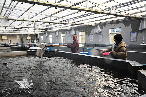 广元利州：岩窝村鱼跃“富山村”_fororder_养殖场一角