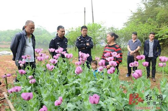 村民種植300多棵罌粟：以為是味道好的蔬菜