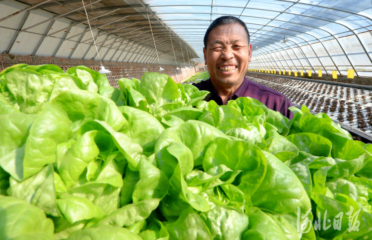 河北成安：發展特色種植 促進農戶增收