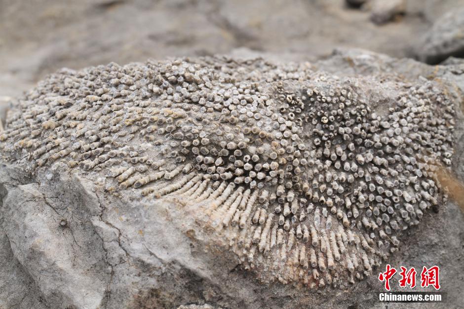 珊瑚化石种类图片