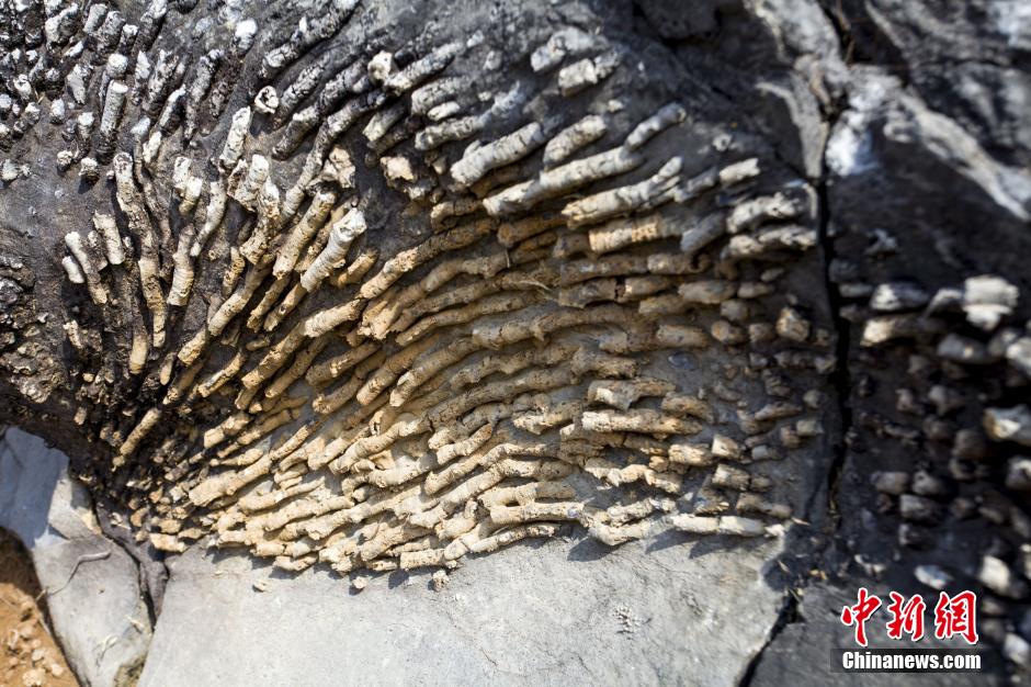湖南发现“珊瑚化石”群 距今至少1.9亿年