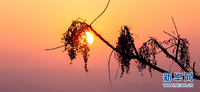 湖北來鳳：山村冬晨雲海蒼茫