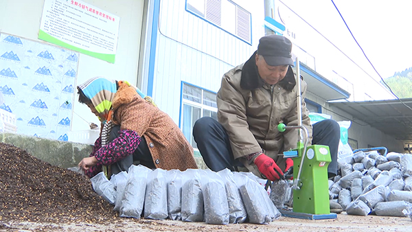 广元青川：冬种羊肚菌 群众致富势头旺_fororder_1羊肚菌营养袋装袋