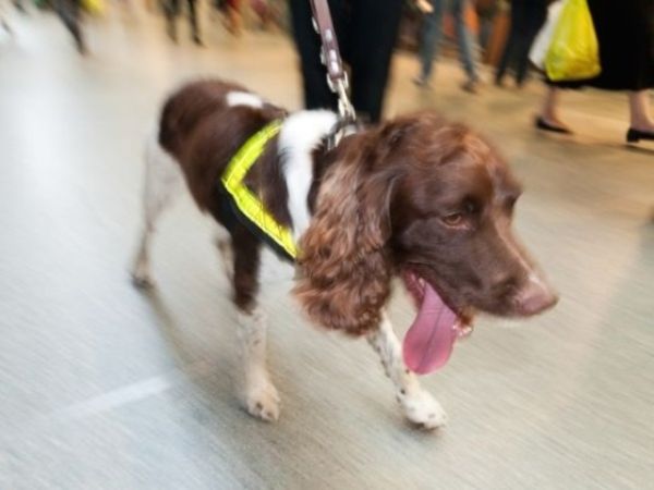 英国机场百万英镑培养缉毒犬 只会搜香肠和奶酪（图）