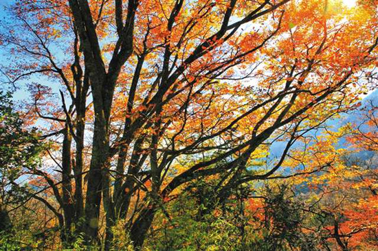 图片默认标题_fororder_2019-07-01-015-235662-1