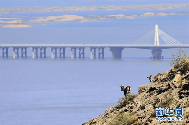 Гандир ууланд аргаль бэлчинэ