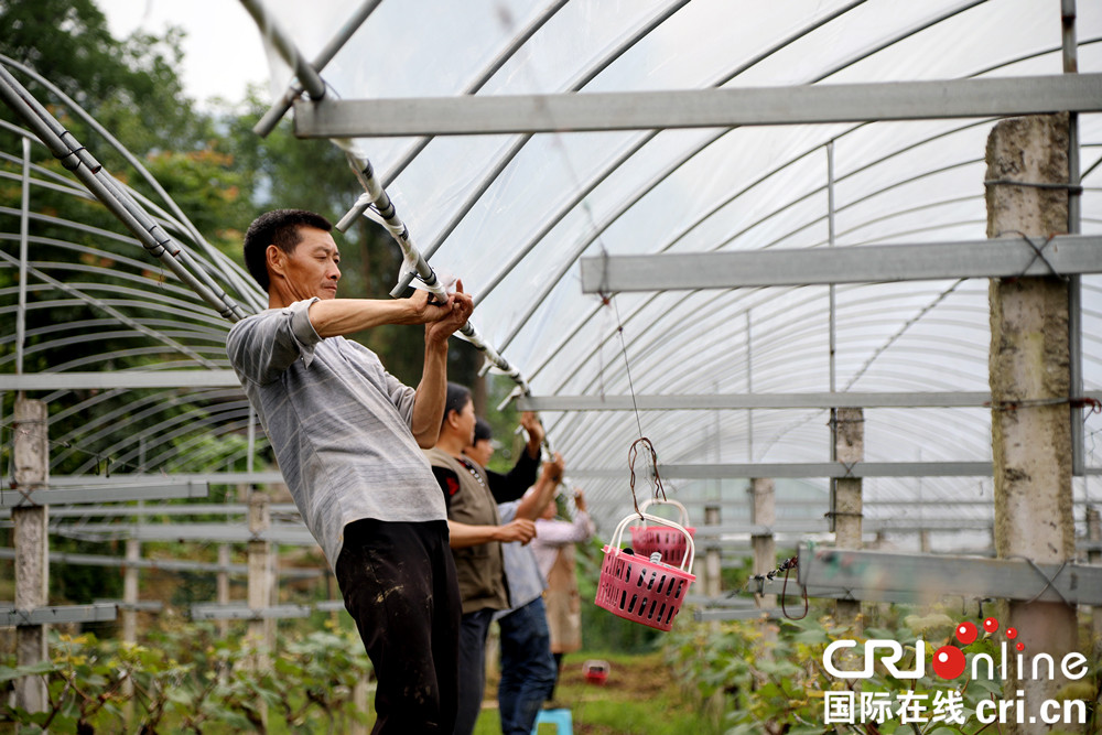 無邊欄【CRI專稿 圖文】重慶彭水：“旅遊+農業”走出扶貧新路徑