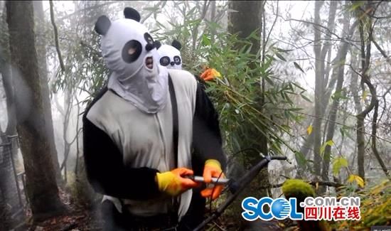 大熊猫"八喜"、"映雪"成功捕回 11月23日放归野外