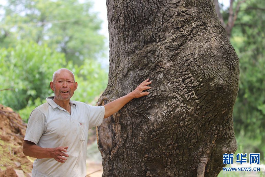 【焦點圖-大圖】【移動端-輪播圖】河南盧氏發現300年的椿樹