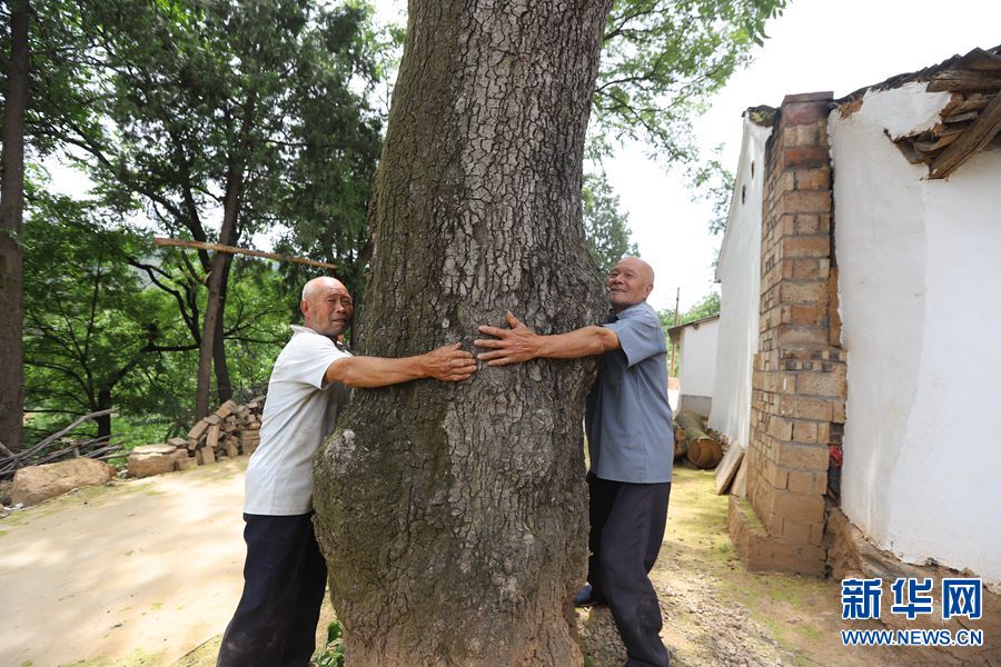 【焦點圖-大圖】【移動端-輪播圖】河南盧氏發現300年的椿樹