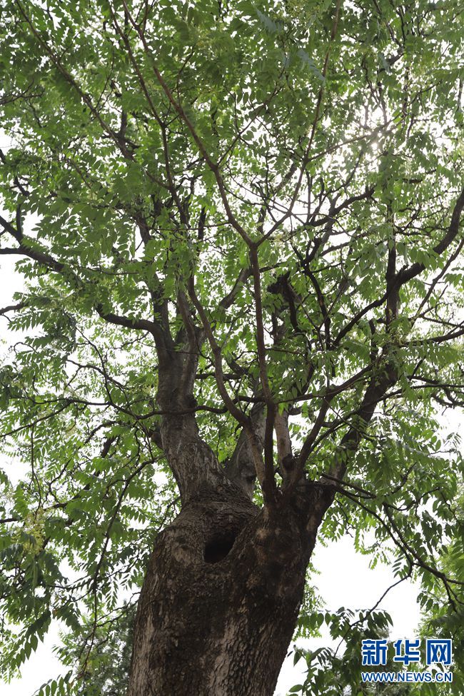【焦点图-大图】【移动端-轮播图】河南卢氏发现300年的椿树