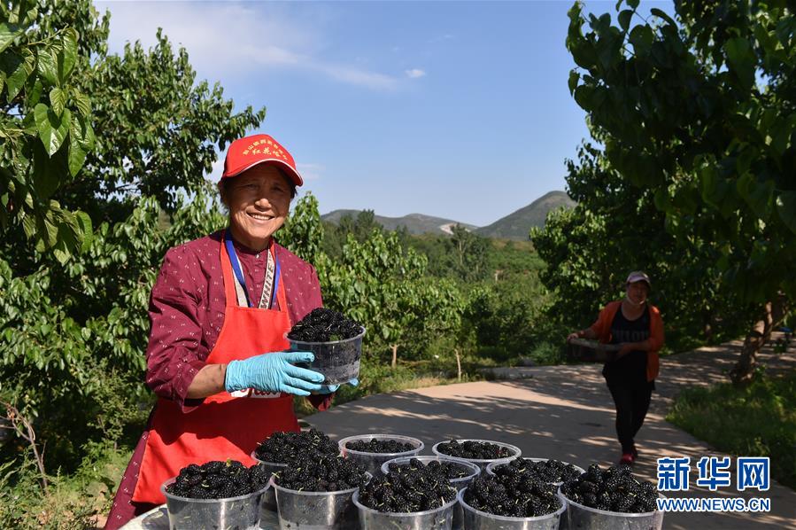 天津：山路盡頭桑葚香