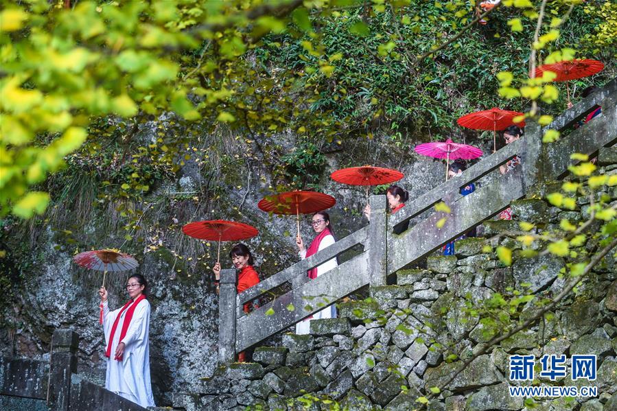 浙江建德：山乡古树“黄金雨”