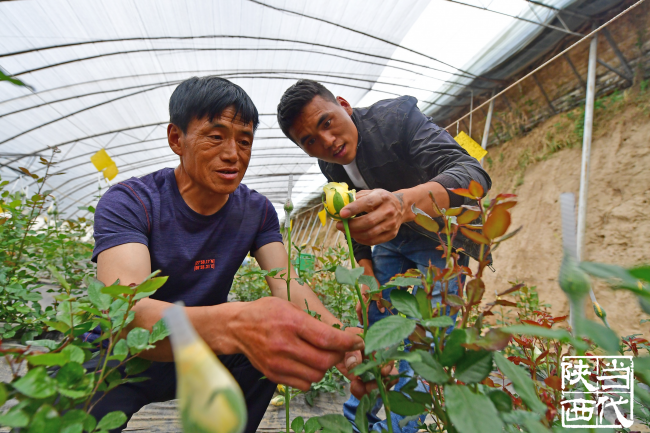 當玫瑰再次綻放 ——“花卉大王”宋佔軍的脫貧故事