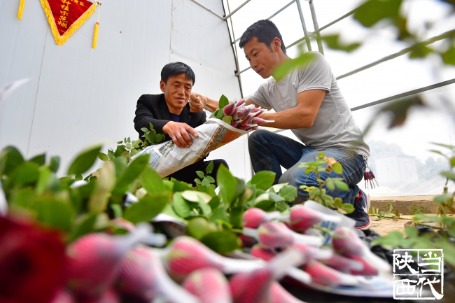 當玫瑰再次綻放 ——“花卉大王”宋佔軍的脫貧故事