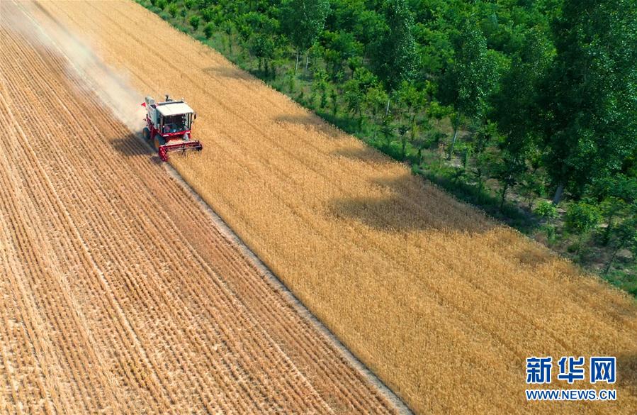 山西運城：400余萬畝冬小麥開始收穫