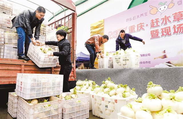 【财经渝企 列表】双福农贸城农产品展销 现场签下3万吨萝卜订单
