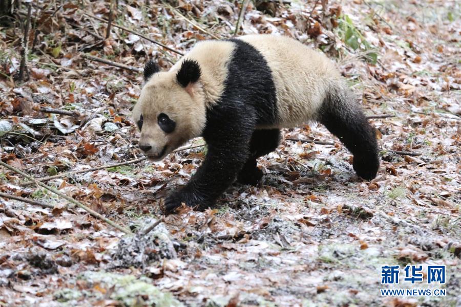 大熊貓“八喜”“映雪”結伴回歸大自然