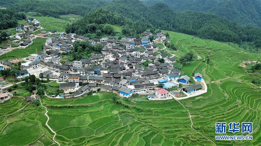 仲夏梯田景如畫