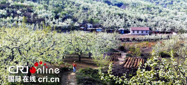 "鞍山国际梨花节"4月23日启动 将持续一个月
