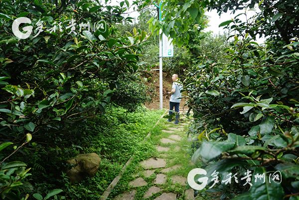 （旅遊）訪花溪久安古茶園：在溪山好處 興來欲試一甌茶