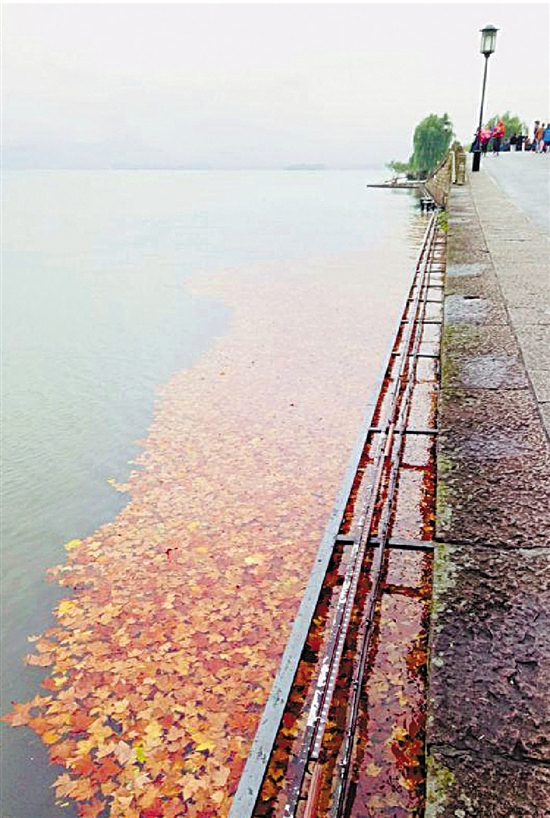 西湖斷橋開闢湖面彩葉觀賞區