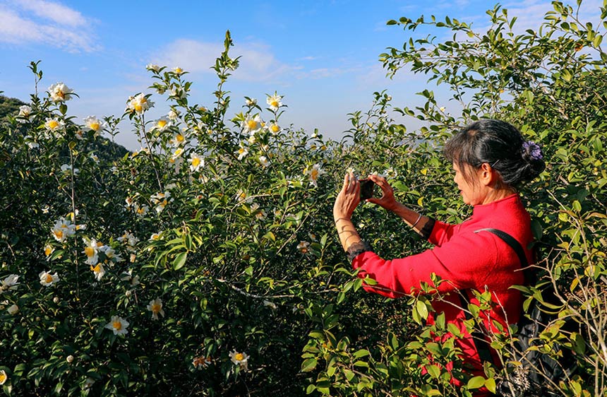 廣西橫州市：油茶花開潔如玉