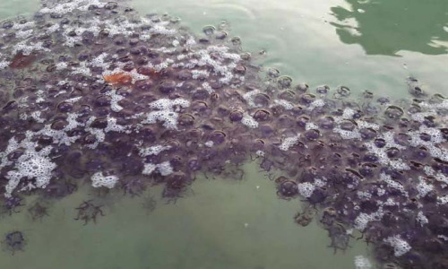 泰甲米府宏岛海域现大量红水母 接触或中毒死亡