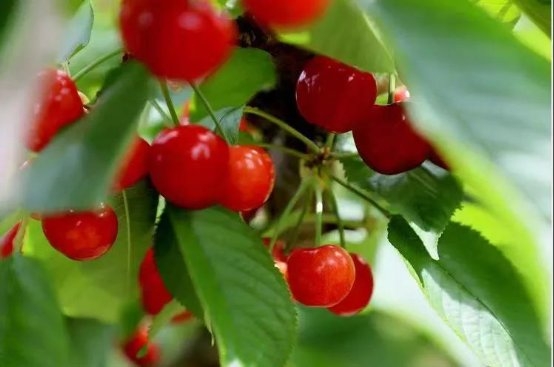 绵阳市平武县特色民宿产业点亮乡村“美丽经济”