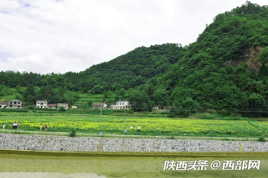 陕南小镇向日葵花开成海 吸引游客前往