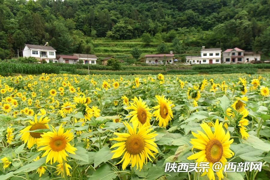 陕南小镇向日葵花开成海 吸引游客前往
